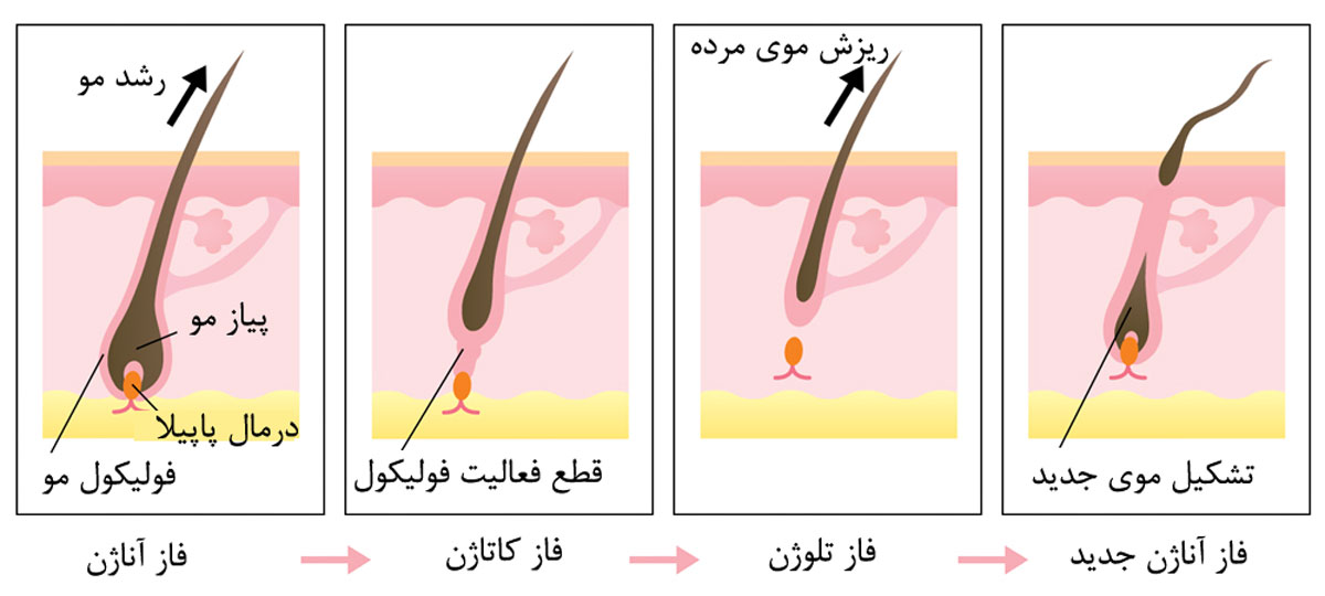 مراحل رشد مو